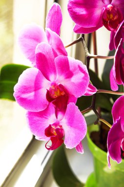 Pembe Orkide (phalaenopsis) bir pencere üzerinde tencerede. Güzel kapalı çiçekler yakın çekim. Hediye.