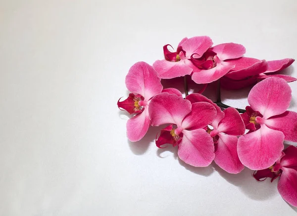 Pink Orchid Phalaenopsis Brench Egy Ezüst Vagy Szürke Papír Háttérben — Stock Fotó