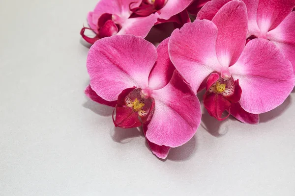 Pink Orchid Phalaenopsis Brench Egy Ezüst Vagy Szürke Papír Háttérben — Stock Fotó