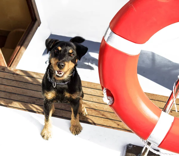 Small black dog on a boat near a lifebuoy jumps and looks at the camera