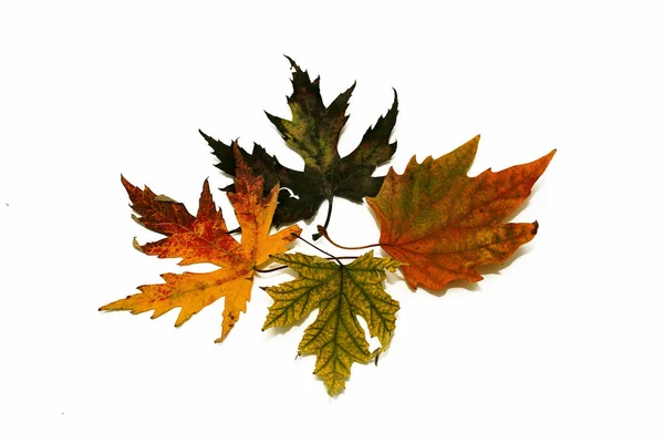 Autumn Composition Colorful Autumn Maple Leaves Yellow Green Red White — Stock Photo, Image