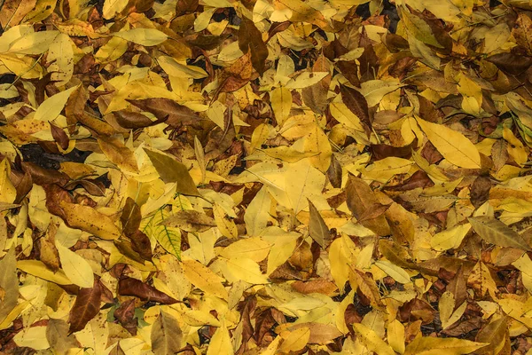 Żółte Jesienne Liście Leżą Chodniku Koncepcja Jesiennych Spacerów Ulicami Miasta — Zdjęcie stockowe