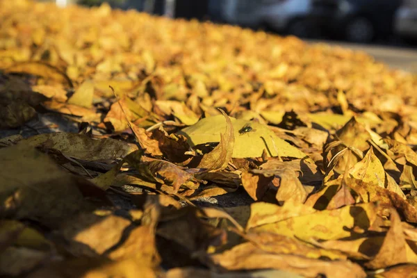 Żółte Jesienne Liście Leżą Chodniku Tle Samochodu Koncepcja Jesiennych Spacerów — Zdjęcie stockowe