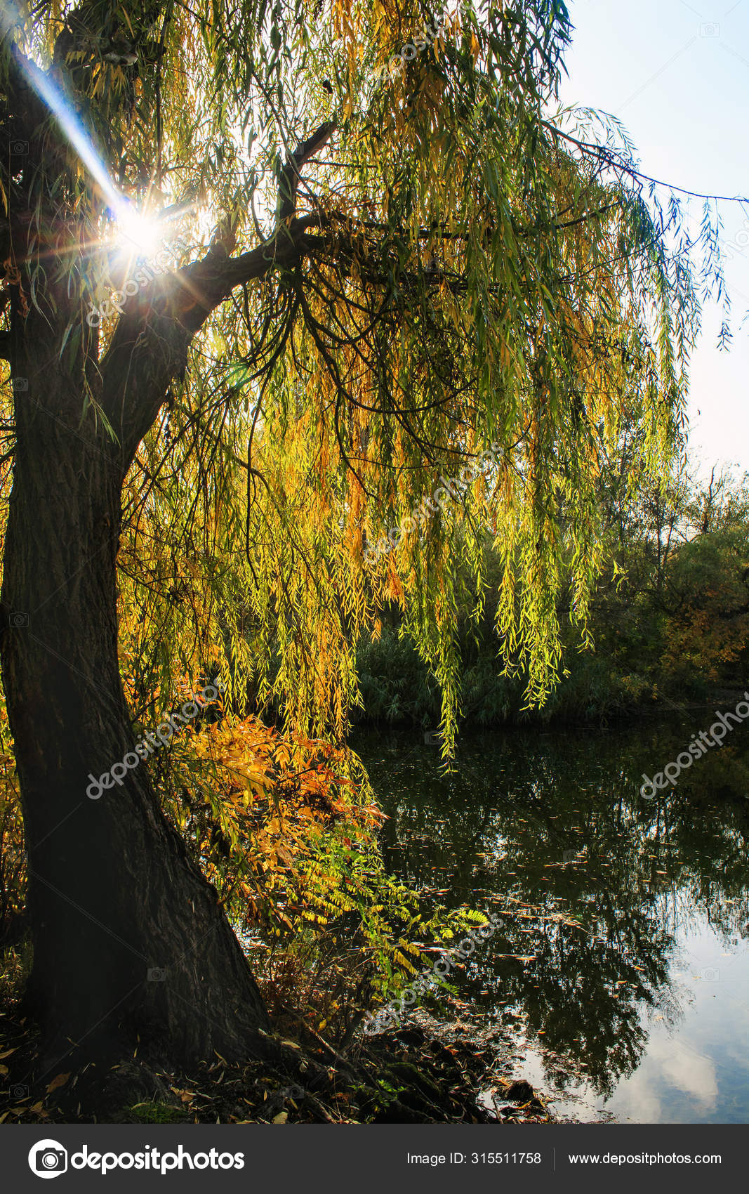 Autumn Willow Branches Yellow Green Leaves Leaned Water Autumn Mood Stock Photo Image By C Tetianaaleksieieva