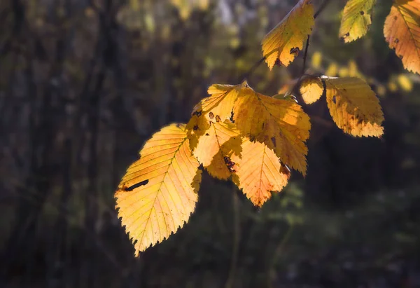 Gałąź Drzewa Jasnożółtymi Liśćmi Ciemnym Tle Zeszłej Jesieni Wychodzi Jesienny — Zdjęcie stockowe