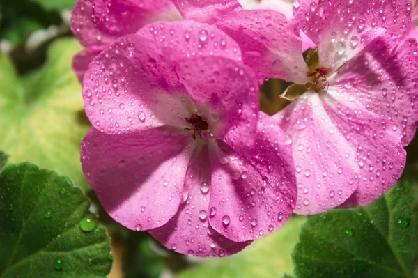 Blommor Rosa Pelargon Närbild Hem Rosa Pelargon Grön Blad Bakgrund — Stockfoto