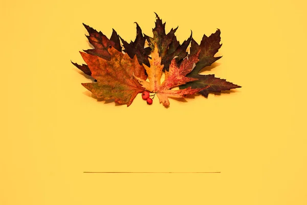 Autumn Composition Multi Colored Autumn Leaves Mountain Ash Maples Birch — Stock Photo, Image