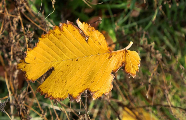 Jesienny Żółty Liść Leży Tle Uschniętych Brązowych Liści Jesienny Krajobraz — Zdjęcie stockowe
