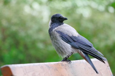 Parkta bankta oturan karga