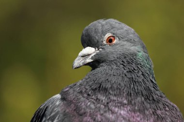 Güvercin, portreyi kapat