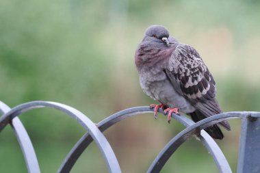Güvercin çitte oturuyor.