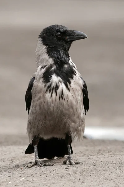 Crow Standing Ground Close Portrait — Stock Photo, Image