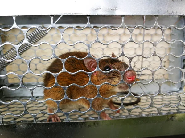 Rat Dans Piège Cage Image En Vente