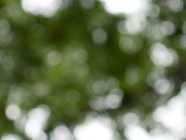 Soyut doğa yeşil bokeh daire arka plan defocused.