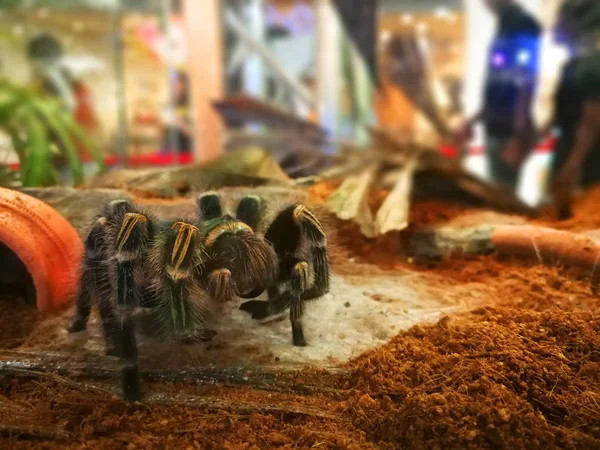Seçici odak büyük kıllı tarantula örümcek hayvan gösterisi.