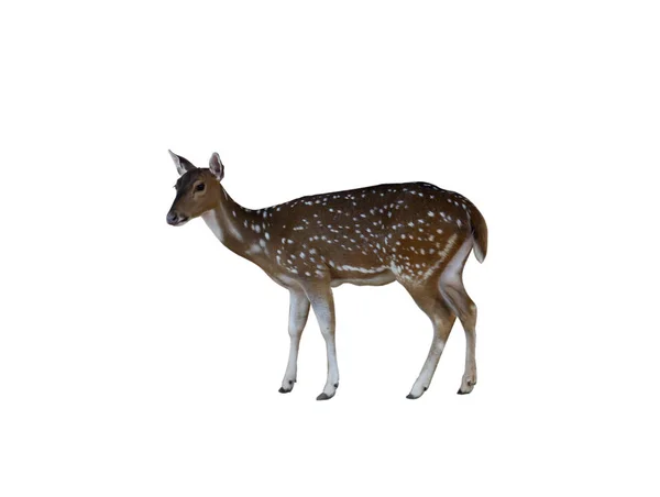 Female Spotted Deer Isolate White Background Clipping Path — Stock Photo, Image