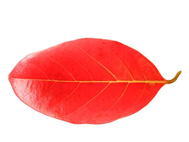 Kurutulmuş yaprakları beyaz bir arka plan üzerinde izole nefesi.