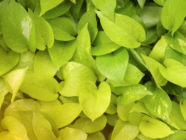 Taze yeşil yaprak sabah bahçe yakın çekim.