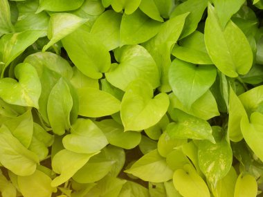 Taze yeşil yaprak sabah bahçe yakın çekim.