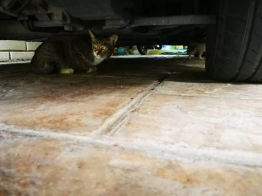 Garajda araba kedi altındadır.
