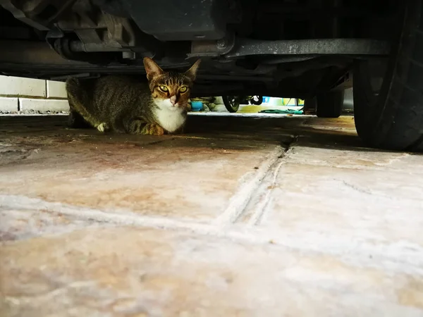 Garajda araba kedi altındadır.