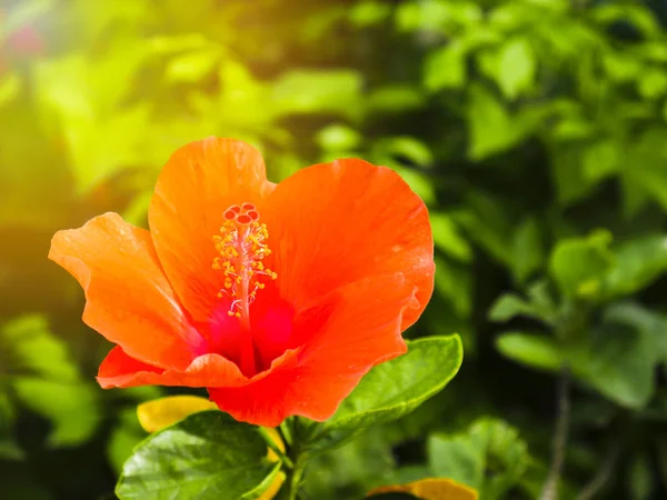 Çiçeklenme turuncu hibiscus syriacus çiçek kadar kapatın.
