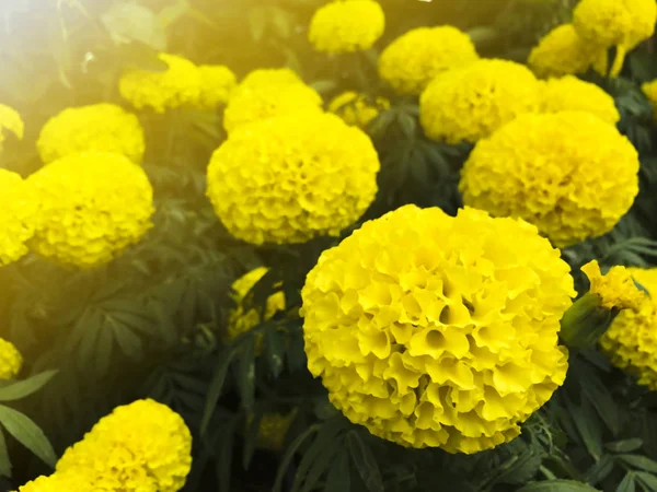 Parlak sarı marigolds yakından bahçede yetiştirilen.