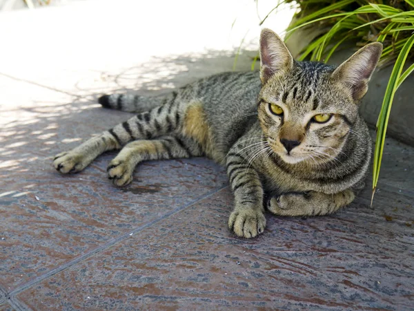 Gato Está Deitado Piso Concreto Fora Casa — Fotografia de Stock