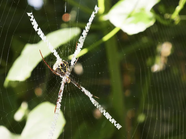 Close Wasp Spin Het Midden Van Het Web — Stockfoto