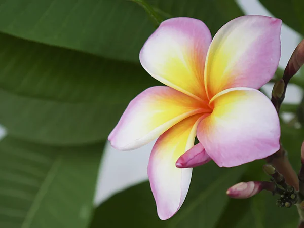 yakın çekim Frangipani Plumeria çiçek.