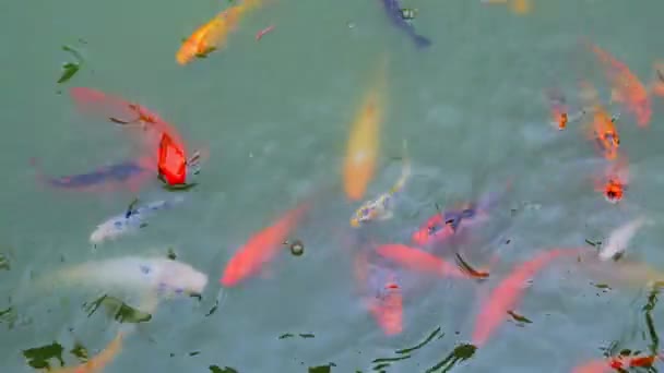 Pesce Carpa Koi Nello Stagno — Video Stock