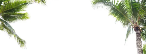 Panorama Izolace Rámečku Kokosových Listů Bílém Pozadí Prostor Pro Kopírování Stock Obrázky