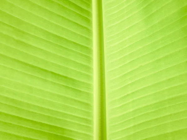 Крупным Планом Дно Зеленого Бананового Листа Стоковое Фото