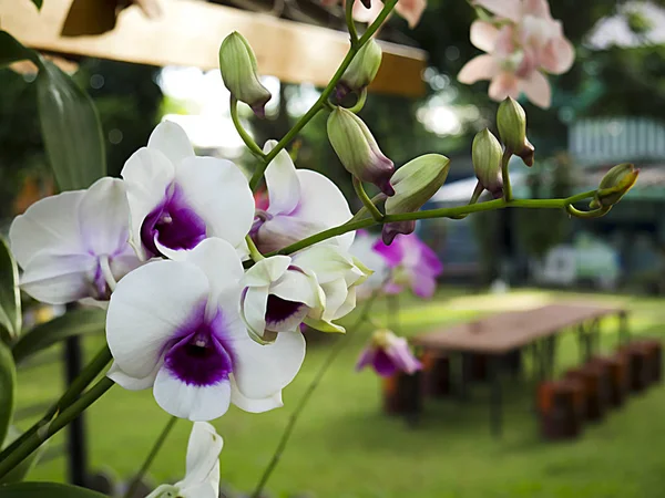 Fiore Orchidea Bianca Sfondo Verde Giardino — Foto Stock