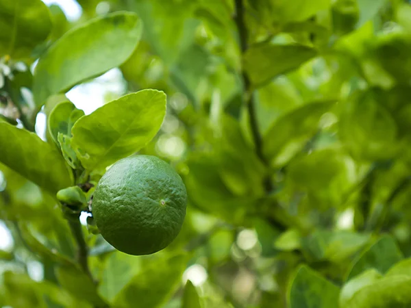 green lemons on the tree, lime with green leaf.