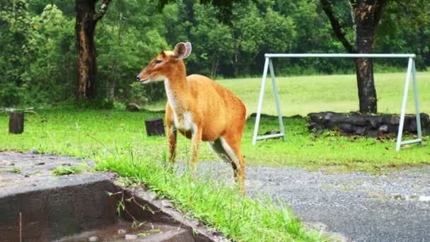 Hjorten Äter Gräs Parkens Kontorsområde — Stockvideo