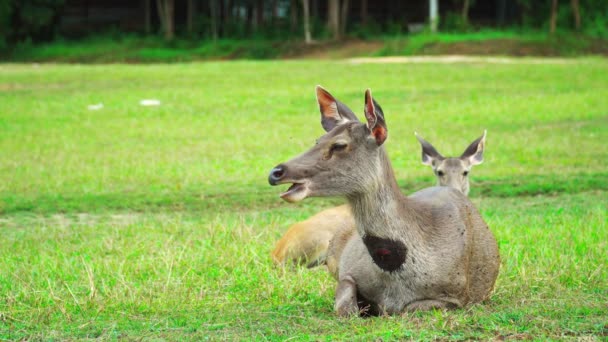 Hjortene Spiser Græs Græsarealet Parken Området Halsen Såret Sværmer Fluer – Stock-video