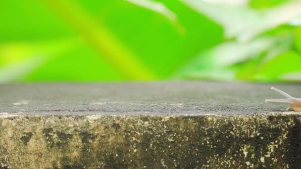 Close up creeping grape snail on the wall with blurry banana green leaf background. — Stock Footage Close Creeping Grape Snail Wall Blurry Banana Green Leaf Background Stock Video