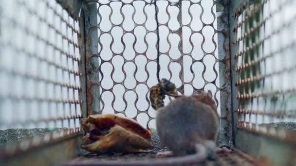 Die Ratte War Einem Mausefallenkäfig Gefangen Und Sie Versucht Einen — Stockvideo