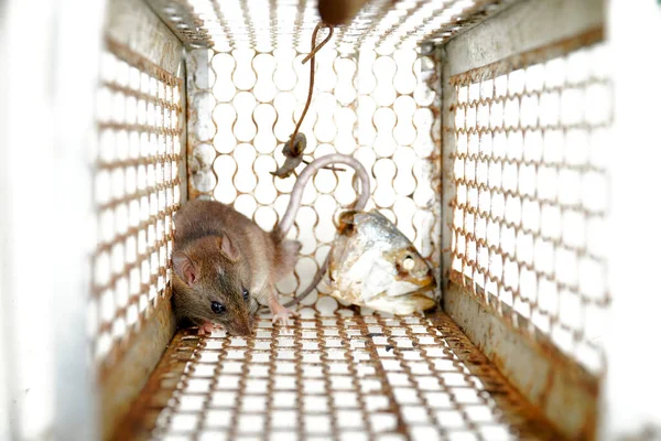 Close-up of a rat trapped in a mousetrap cage, Rodent control cage in house.