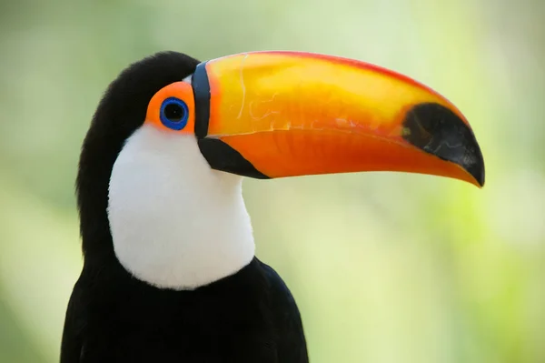 Chef Närbild Toucan — Stockfoto