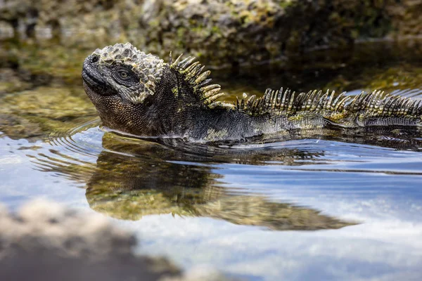 Marine Iguana Amblyrhynchus Cristatus Galapagos Eilanden Ecuador — Stockfoto