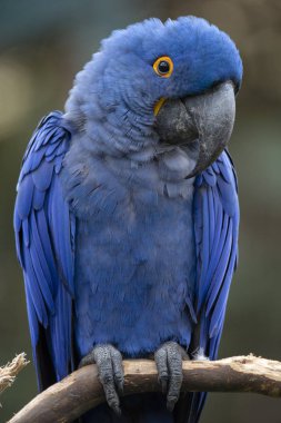 Lears Amerika papağanı (Anodorhynchus leari)