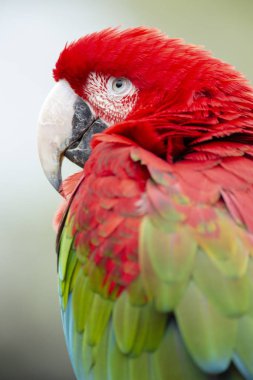 Beyaz izole kırmızı Amerika papağanı baş yakın çekim 