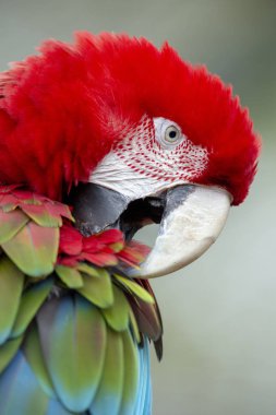 Kırmızı arka plan izole Amerika papağanı