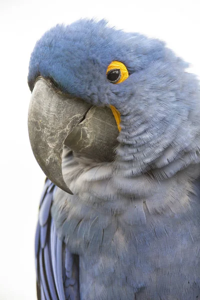 Lears Macaw Anodorhynchus Leari — Fotografia de Stock