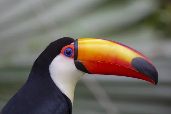 Toco Toucan Vegetação Profunda — Fotografia de Stock