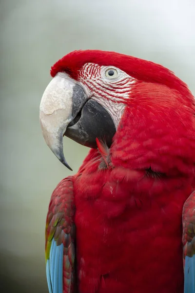 Red Macaw isolated from background