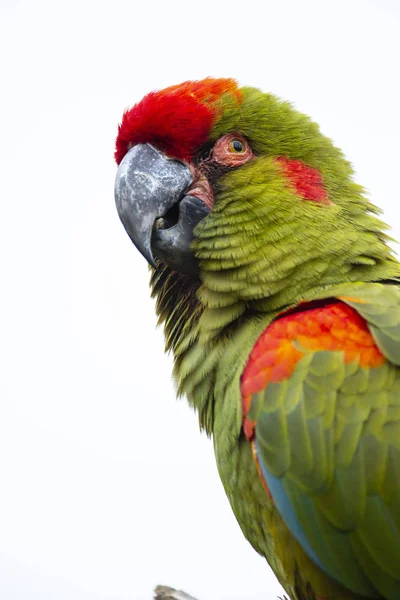 Red-fronted Macaw head closeup, isolated on white
