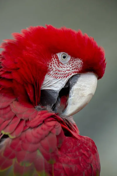 Guacamayo Rojo Aislado Del Fondo — Foto de Stock